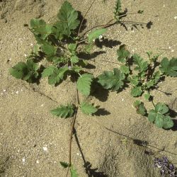 Erodium hesperium