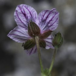 Erodium heteradenum