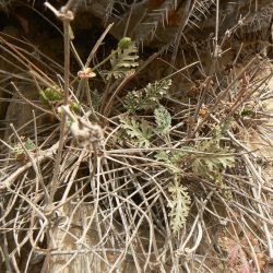 Erodium jahandiezianum