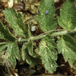 Erodium moschatum