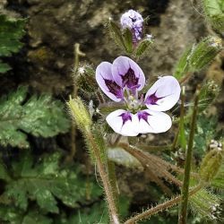 Erodium mouretii