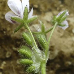 Erodium mouretii