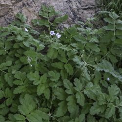 Erodium mouretii