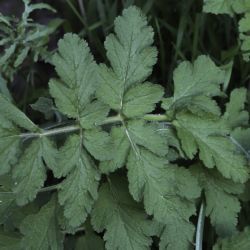 Erodium mouretii