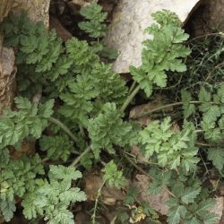 Erodium mouretii