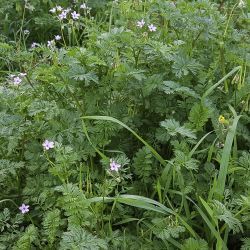 Erodium salzmannii