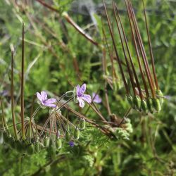 Erodium salzmannii