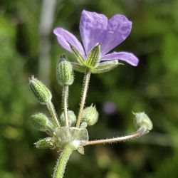Erodium salzmannii
