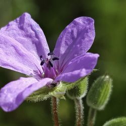 Erodium salzmannii