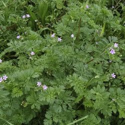 Erodium salzmannii