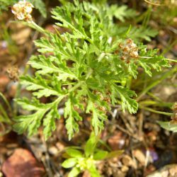 Erodium touchyanum