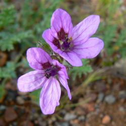 Erodium touchyanum