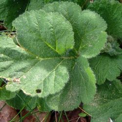 Erodium trifolium