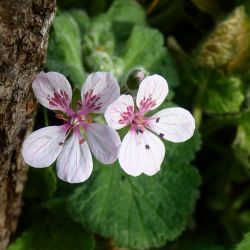 Erodium trifolium