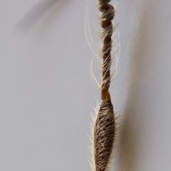 Erodium trifolium