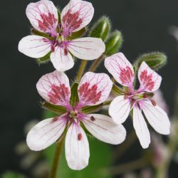 Erodium trifolium