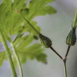 Geranium cataractarum subsp. pitardii