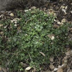 Geranium lucidum