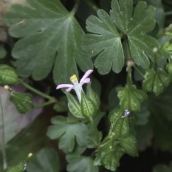 Geranium lucidum