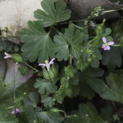 Geranium lucidum