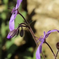 Geranium malviflorum