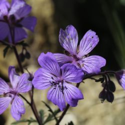 Geranium malviflorum