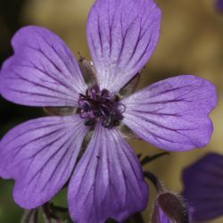 Geranium malviflorum
