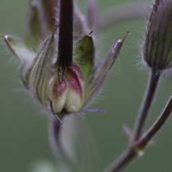 Geranium malviflorum