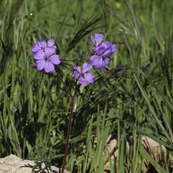 Geranium malviflorum