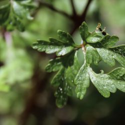 Geranium purpureum