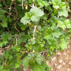 Ribes uva crispa