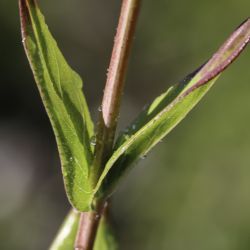 Hypericum perfoliatum