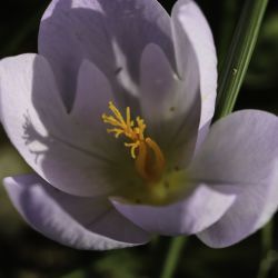 Crocus serotinus