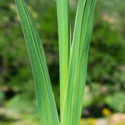 Gladiolus communis