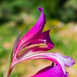 Gladiolus communis