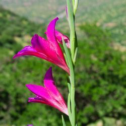 Gladiolus communis