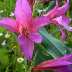 Gladiolus italicus