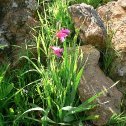 Gladiolus italicus