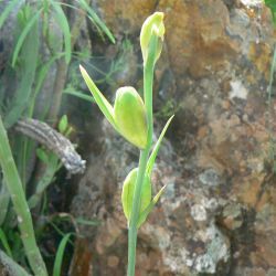 Gladiolus italicus