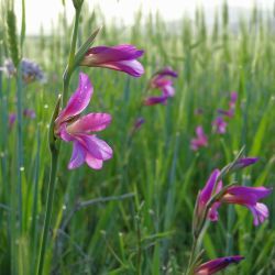 Gladiolus italicus