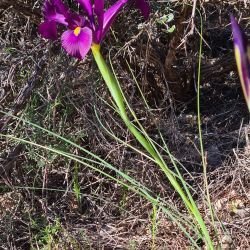 Iris filifolia
