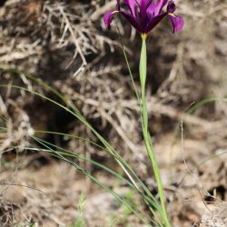 Iridaceae