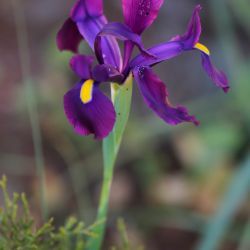 Iris filifolia