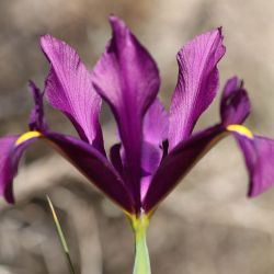 Iris filifolia