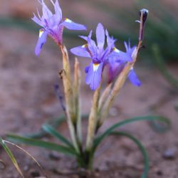 Moraea sisyrinchium