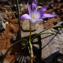 Romulea engleri