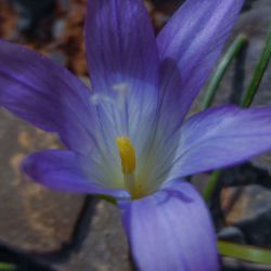 Romulea engleri