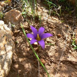 Romulea gr. bulbocodium