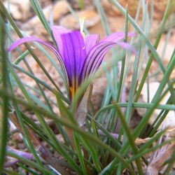 Romulea gr. bulbocodium