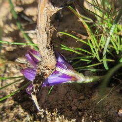 Romulea gr. bulbocodium